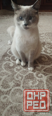 Продам котёнка (мальчик) Донецк - изображение 5