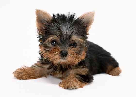 Йорки Донецк