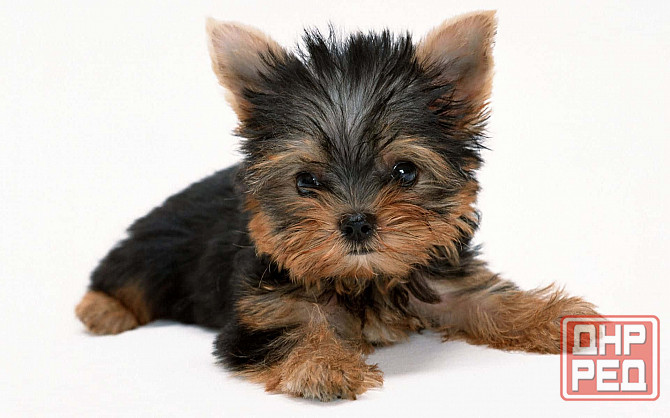 Йорки Донецк - изображение 1