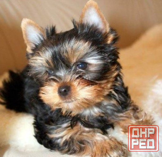 Йорки Донецк - изображение 2