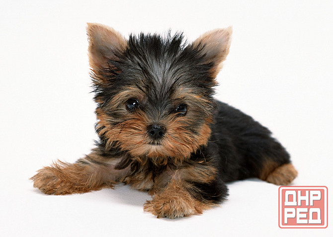 Йорки Донецк - изображение 3