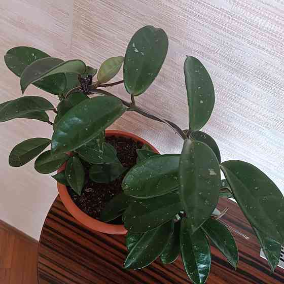 Хойя корзинка Донецк