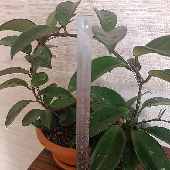 Хойя корзинка Донецк