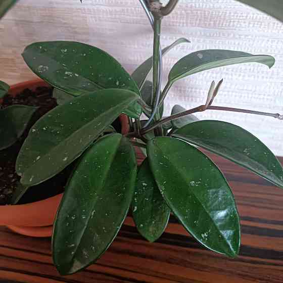 Хойя корзинка Донецк