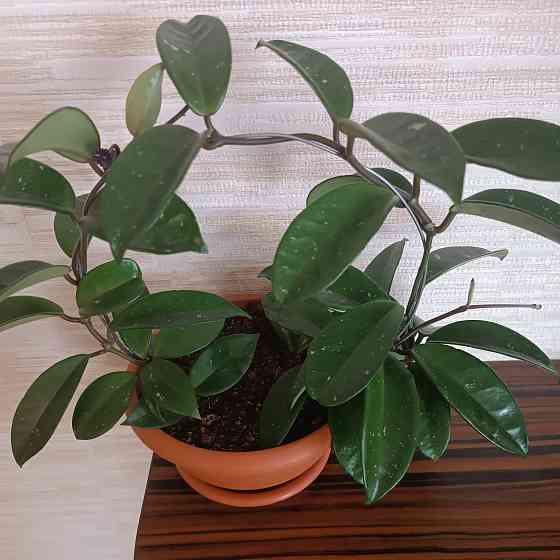 Хойя корзинка Донецк