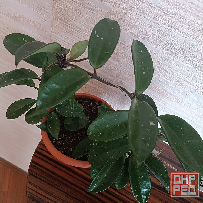 Хойя корзинка Донецк - изображение 3