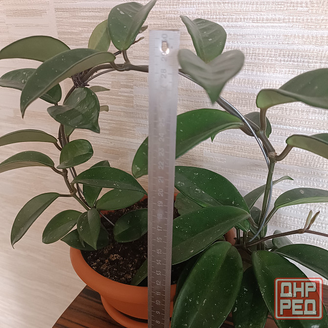 Хойя корзинка Донецк - изображение 4