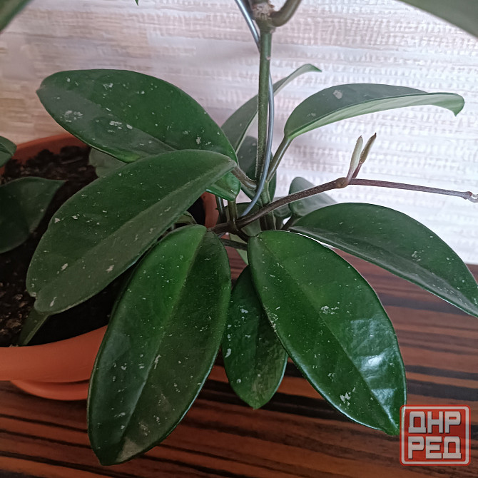 Хойя корзинка Донецк - изображение 2