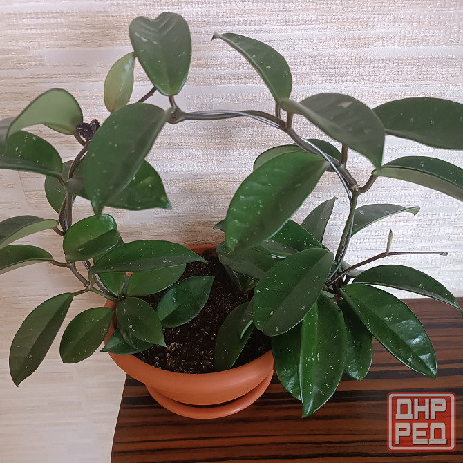 Хойя корзинка Донецк - изображение 1