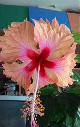 Гибискус взрослый Антилес саймон Донецк