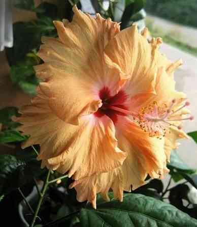 Гибискус взрослый Антилес саймон Донецк