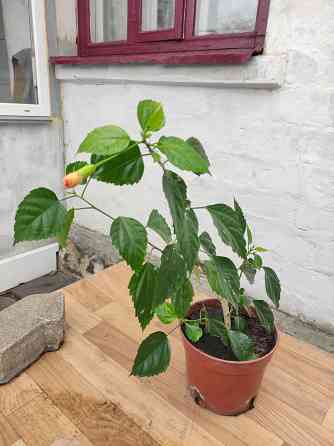 Гибискус взрослый Антилес саймон Донецк