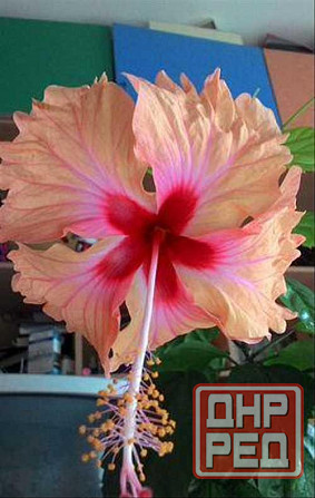 Гибискус взрослый Антилес саймон Донецк - изображение 3