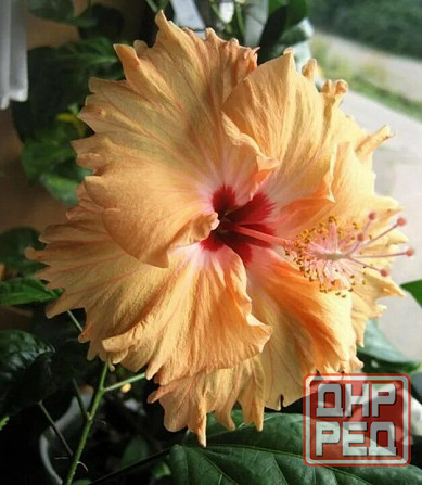 Гибискус взрослый Антилес саймон Донецк - изображение 1