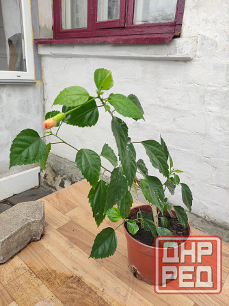 Гибискус взрослый Антилес саймон Донецк - изображение 2