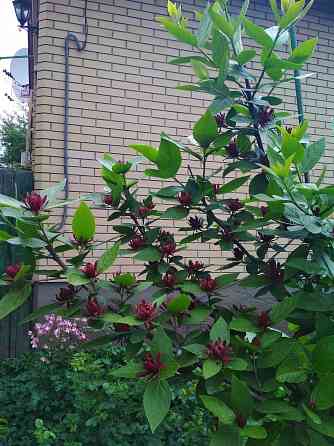 Магнолия каликант Донецк