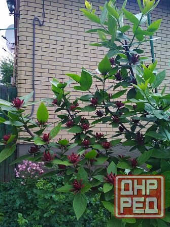 Магнолия каликант Донецк - изображение 2