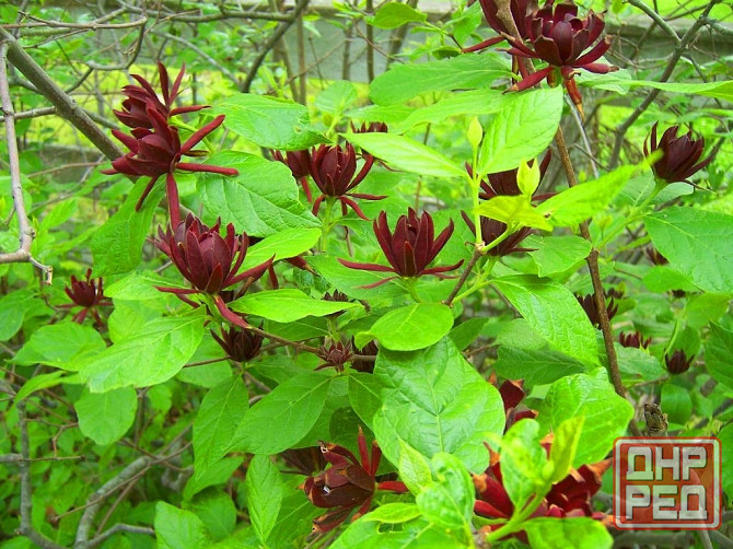 Магнолия каликант Донецк - изображение 1