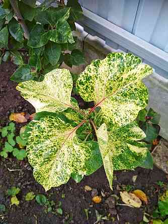 Сирень Аукубафолия пестролистная Донецк