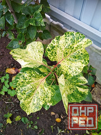 Сирень Аукубафолия пестролистная Донецк - изображение 3