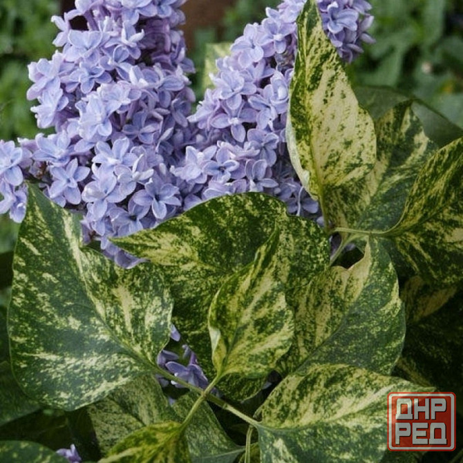 Сирень Аукубафолия пестролистная Донецк - изображение 2