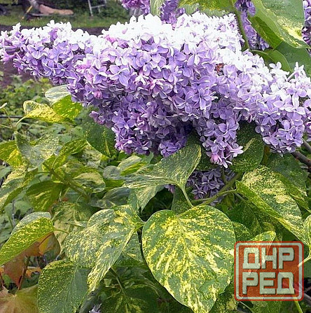 Сирень Аукубафолия пестролистная Донецк - изображение 1