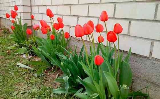 Продам тюльпаны Донецк