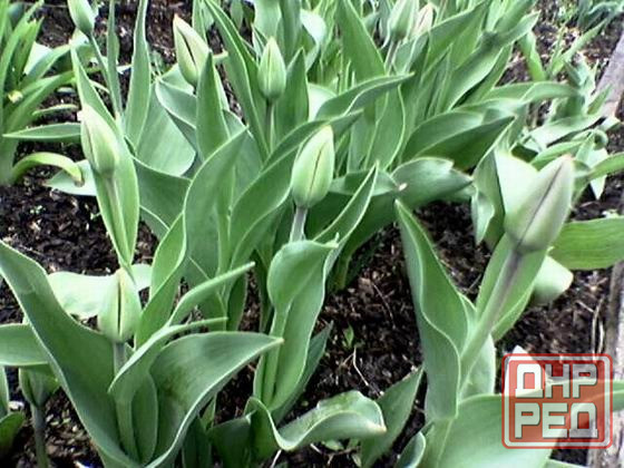 Продам тюльпаны Донецк - изображение 1