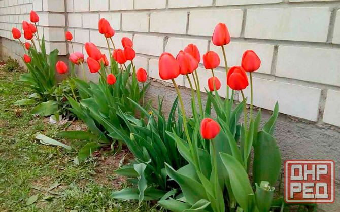 Продам тюльпаны Донецк - изображение 2