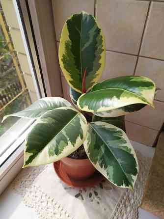 Фикус Тенеке Макеевка