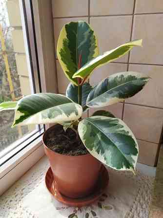 Фикус Тенеке Макеевка