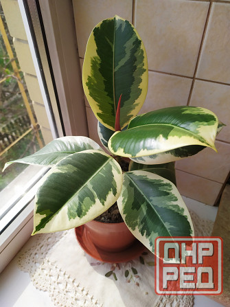 Фикус Тенеке Макеевка - изображение 1