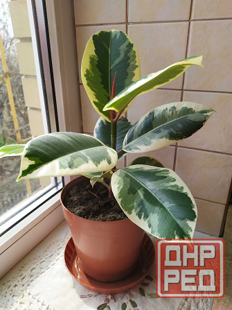 Фикус Тенеке Макеевка - изображение 2