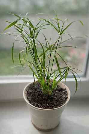 Циперус Донецк