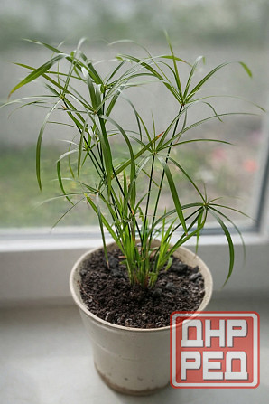 Циперус Донецк - изображение 1