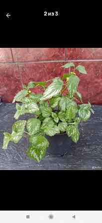 Яснотка Зеленчуковая Донецк