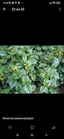 Яснотка Зеленчуковая Донецк