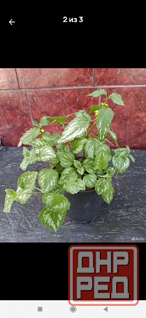 Яснотка Зеленчуковая Донецк - изображение 2