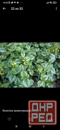 Яснотка Зеленчуковая Донецк - изображение 1