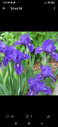 Петушки Донецк