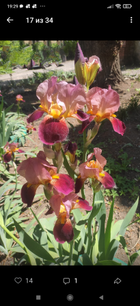 Петушки Донецк