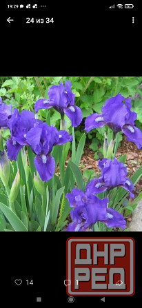 Петушки Донецк - изображение 2