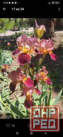 Петушки Донецк - изображение 1