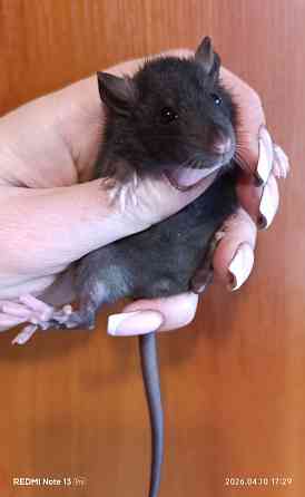 Девочка стандарт Макеевка