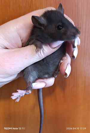 Девочка стандарт Макеевка