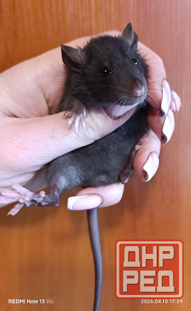 Девочка стандарт Макеевка - изображение 1