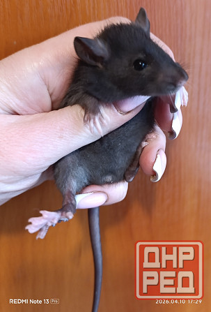 Девочка стандарт Макеевка - изображение 2