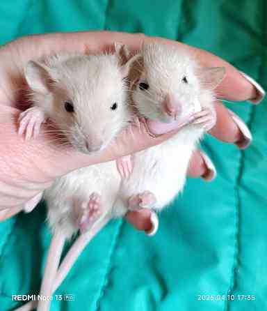 Девочки Макеевка