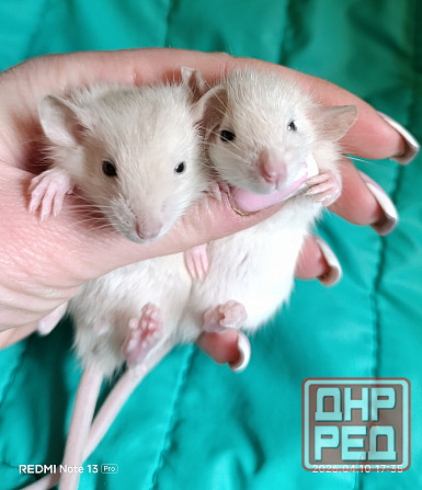 Девочки Макеевка - изображение 1