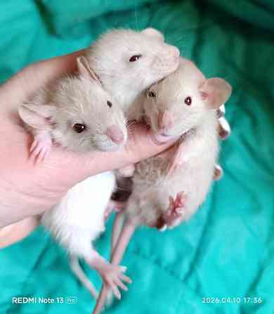 Крысята Дамбо.. мальчики и девочки Макеевка